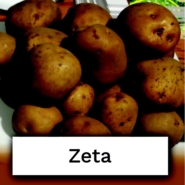 bulwy ziemniaka odmiany Zeta